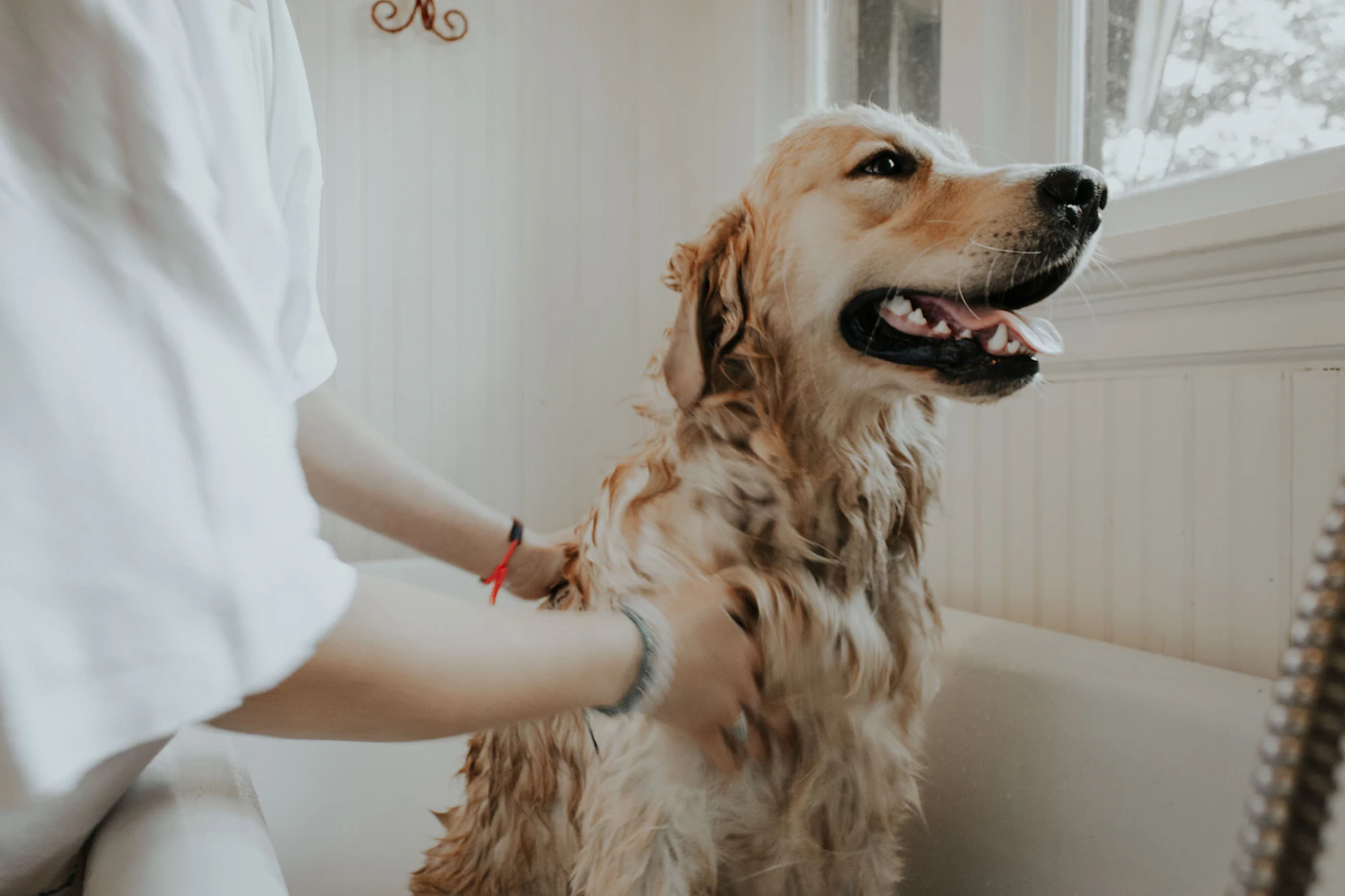 Pet Grooming business
